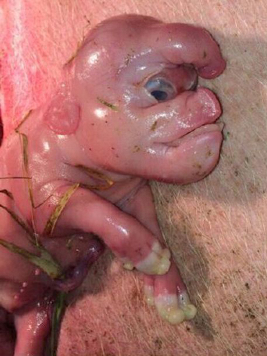 Mutant pig 2
